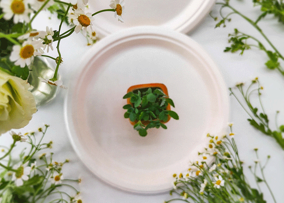 泰国工厂大量现货供应：纸浆模塑餐具; 10寸圆盘